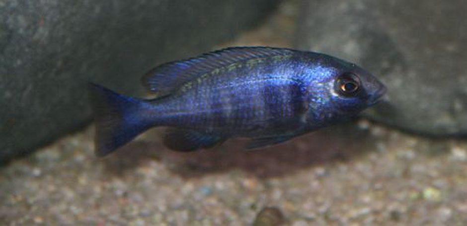 Malawi Cichlid (placidochromis phenochilus) Photo Picture ID 36304 Malawi Cichlid (placidochromis phenochilus) Photo Picture ID 36304