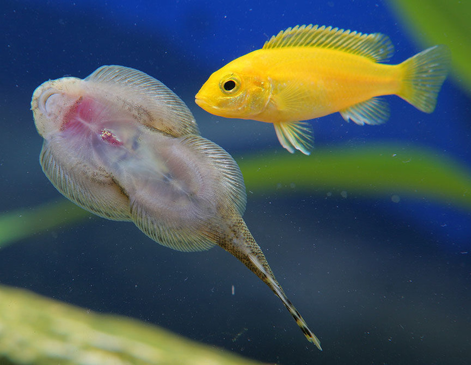 Chinese Butterfly Loach (Beaufortia Kweichowensis) Photos
