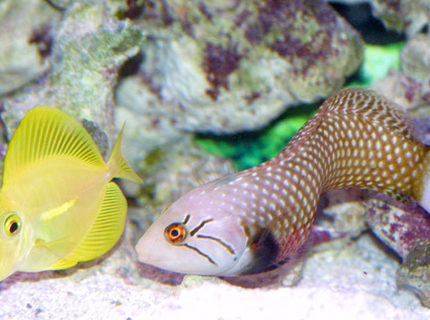 saltwater fish - zebrasoma flavescens - yellow tang - hawaii saltwater fish - zebrasoma flavescens - yellow tang - hawaii