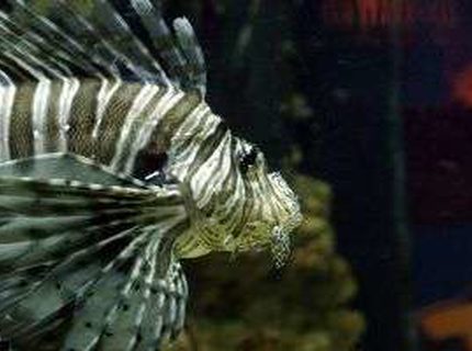 saltwater fish - pterois volitans - volitan lionfish stocking in 125 gallons tank - A tank I made the other day, the fish is real. It died the other day, so I stuck it on a stick and then took this photo. Apparently they need salt water saltwater fish - pterois volitans - volitan lionfish stocking in 125 gallons tank - A tank I made the other day, the fish is real. It died the other day, so I stuck it on a stick and then took this photo. Apparently they need salt water