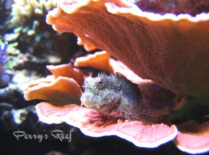 saltwater fish - salarias fasciatus - sailfin/algae blenny stocking in 100 gallons tank - Salarius Fasciatus 2 saltwater fish - salarias fasciatus - sailfin/algae blenny stocking in 100 gallons tank - Salarius Fasciatus 2