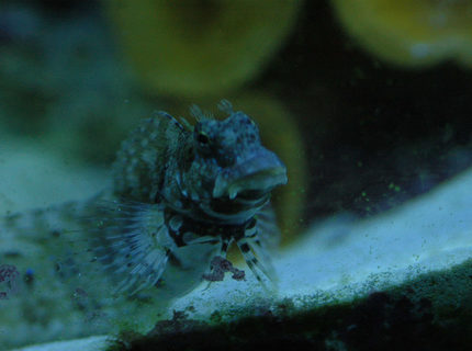 saltwater fish - salarias fasciatus - sailfin/algae blenny stocking in 180 gallons tank - Our lawnmower blenny.Such a ham. saltwater fish - salarias fasciatus - sailfin/algae blenny stocking in 180 gallons tank - Our lawnmower blenny.Such a ham.