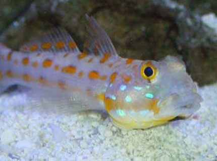 saltwater fish - valencienna puellaris - diamond watchman goby stocking in 65 gallons tank - Sand Sifter Goby saltwater fish - valencienna puellaris - diamond watchman goby stocking in 65 gallons tank - Sand Sifter Goby