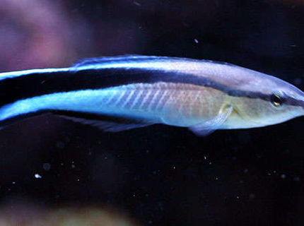 saltwater fish - labroides dimidiatus - cleaner wrasse stocking in 40 gallons tank - Cleaner Wrasse saltwater fish - labroides dimidiatus - cleaner wrasse stocking in 40 gallons tank - Cleaner Wrasse