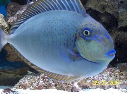 saltwater fish - naso vlamingii - vlamingii tang stocking in 75 gallons tank - The Vlamingii Tang, also known as the Vlaming's Unicornfish, or Bignose Unicornfish, has a brown to purple body color when an adult. In the juvenile, The color graduates from lighter, dorsaly, to darker, ventrally. It has vertical markings on the body and blue highlights. The dorsal fin, anal fin, tail, and face are all sparingly detailed in a brilliant bright blue. saltwater fish - naso vlamingii - vlamingii tang stocking in 75 gallons tank - The Vlamingii Tang, also known as the Vlaming's Unicornfish, or Bignose Unicornfish, has a brown to purple body color when an adult. In the juvenile, The color graduates from lighter, dorsaly, to darker, ventrally. It has vertical markings on the body and blue highlights. The dorsal fin, anal fin, tail, and face are all sparingly detailed in a brilliant bright blue.