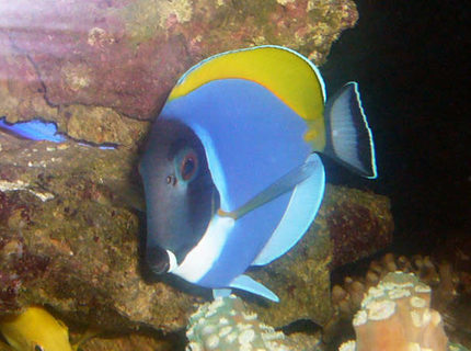 saltwater fish - acanthurus leucosternon - powder blue tang stocking in 150 gallons tank - my Powder Blue Tang saltwater fish - acanthurus leucosternon - powder blue tang stocking in 150 gallons tank - my Powder Blue Tang