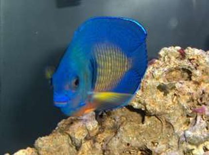 saltwater fish - centropyge bispinosa - coral beauty angelfish stocking in 14 gallons tank - Coral Beauty Angelfish saltwater fish - centropyge bispinosa - coral beauty angelfish stocking in 14 gallons tank - Coral Beauty Angelfish