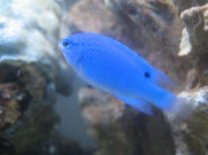 saltwater fish - chrysiptera cyanea - blue damselfish stocking in 4 gallons tank - Blue Devil saltwater fish - chrysiptera cyanea - blue damselfish stocking in 4 gallons tank - Blue Devil