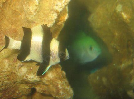 saltwater fish - dascyllus aruanus - three stripe damselfish stocking in 4 gallons tank - Three Striped Damsel vs Blue Green Chromis saltwater fish - dascyllus aruanus - three stripe damselfish stocking in 4 gallons tank - Three Striped Damsel vs Blue Green Chromis