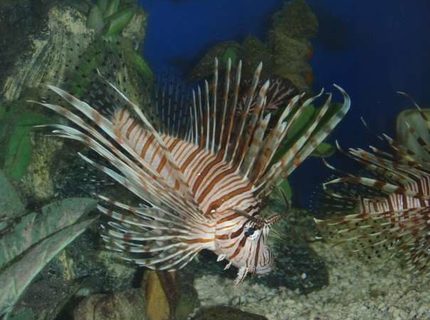 saltwater fish - pterois volitans - volitan lionfish stocking in 75 gallons tank - The Ghost saltwater fish - pterois volitans - volitan lionfish stocking in 75 gallons tank - The Ghost