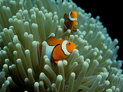 Rated #7: Saltwater Fish - Amphiprion Ocellaris - Ocellaris Clownfish Stocking In 50 Gallons Tank - clown fish Rated #7: Saltwater Fish - Amphiprion Ocellaris - Ocellaris Clownfish Stocking In 50 Gallons Tank - clown fish