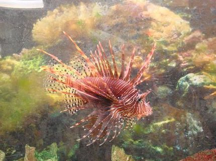 saltwater fish - pterois volitans - volitan lionfish stocking in 125 gallons tank - the lion saltwater fish - pterois volitans - volitan lionfish stocking in 125 gallons tank - the lion