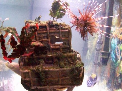 saltwater fish - pterois volitans - volitan lionfish stocking in 90 gallons tank - banded shark,clown trigger, green wolf eel, lion fish saltwater fish - pterois volitans - volitan lionfish stocking in 90 gallons tank - banded shark,clown trigger, green wolf eel, lion fish