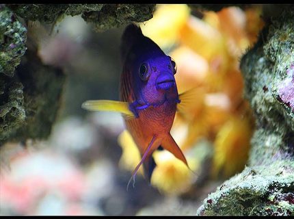saltwater fish - centropyge bispinosa - coral beauty angelfish stocking in 35 gallons tank - Echo the coral beauty dwarf angel saltwater fish - centropyge bispinosa - coral beauty angelfish stocking in 35 gallons tank - Echo the coral beauty dwarf angel
