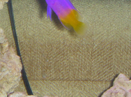 saltwater fish - gramma loreto - royal gramma basslet stocking in 55 gallons tank - Athena, My royal gramma saltwater fish - gramma loreto - royal gramma basslet stocking in 55 gallons tank - Athena, My royal gramma