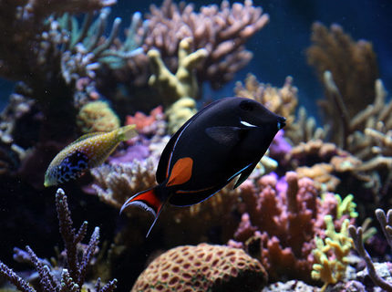 saltwater fish - acanthurus achilles - achilles tang stocking in 210 gallons tank - achilles saltwater fish - acanthurus achilles - achilles tang stocking in 210 gallons tank - achilles