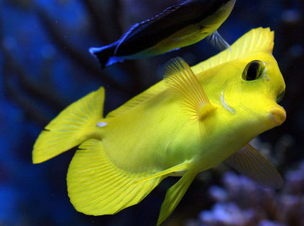 saltwater fish - zebrasoma flavescens - yellow tang - hawaii stocking in 210 gallons tank - clean me saltwater fish - zebrasoma flavescens - yellow tang - hawaii stocking in 210 gallons tank - clean me