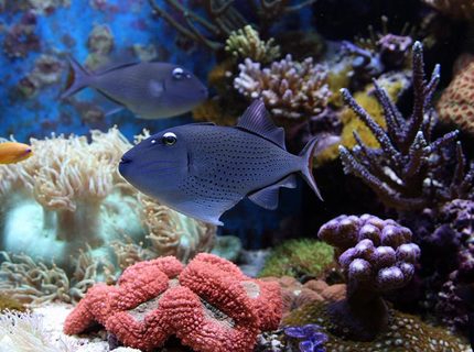 saltwater fish - xanthichthys auromarginatus - blue throat triggerfish stocking in 210 gallons tank - sargs saltwater fish - xanthichthys auromarginatus - blue throat triggerfish stocking in 210 gallons tank - sargs