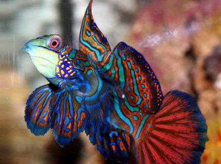 Rated #3: Saltwater Fish - Pterosynchiropus Splendidus Var. - Red Mandarin Stocking In 24 Gallons Tank - Mandarin Dragonet, Synchiropus Splendidus, My beloved "Mr. Mandarin" met his fate when I tried to catch the fuzzy dwarf and the two fish collided. The dragonet was poisoned and died hours later. I had him for a year. Rated #3: Saltwater Fish - Pterosynchiropus Splendidus Var. - Red Mandarin Stocking In 24 Gallons Tank - Mandarin Dragonet, Synchiropus Splendidus, My beloved "Mr. Mandarin" met his fate when I tried to catch the fuzzy dwarf and the two fish collided. The dragonet was poisoned and died hours later. I had him for a year.