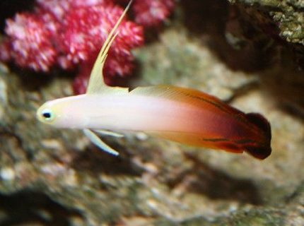 saltwater fish - nemateleotris magnifica - firefish stocking in 225 gallons tank - my little firefish saltwater fish - nemateleotris magnifica - firefish stocking in 225 gallons tank - my little firefish