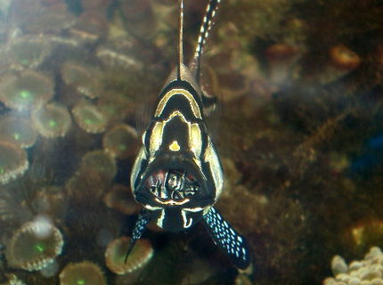 Rated #2: Saltwater Fish - Pterapogon Kauderni - Kaudern Rated #2: Saltwater Fish - Pterapogon Kauderni - Kaudern's Cardinal Stocking In 90 Gallons Tank - Cardinalfish with newly hatched babies in the mouth.