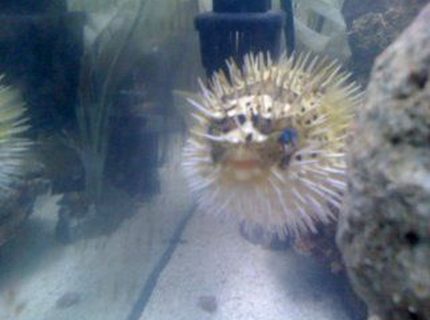 saltwater fish - diodon holocanthus - porcupine puffer stocking in 60 gallons tank - my puffer fish all puffed up! saltwater fish - diodon holocanthus - porcupine puffer stocking in 60 gallons tank - my puffer fish all puffed up!