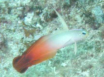saltwater fish - nemateleotris magnifica - firefish stocking in 55 gallons tank - Firefish Goby saltwater fish - nemateleotris magnifica - firefish stocking in 55 gallons tank - Firefish Goby