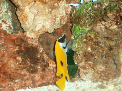 saltwater fish - siganus unimaculatus - one spot foxface stocking in 75 gallons tank - Our Foxface saltwater fish - siganus unimaculatus - one spot foxface stocking in 75 gallons tank - Our Foxface