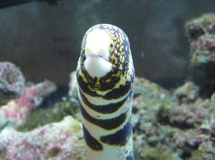 saltwater fish - echidna nebulosa - snowflake eel stocking in 110 gallons tank - Big Al saltwater fish - echidna nebulosa - snowflake eel stocking in 110 gallons tank - Big Al