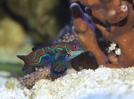 saltwater fish - synchiropus splendidus - green mandarin stocking in 200 gallons tank - Mao, my Green Mandarin hunting around the base of my columnar blue ridge coral saltwater fish - synchiropus splendidus - green mandarin stocking in 200 gallons tank - Mao, my Green Mandarin hunting around the base of my columnar blue ridge coral