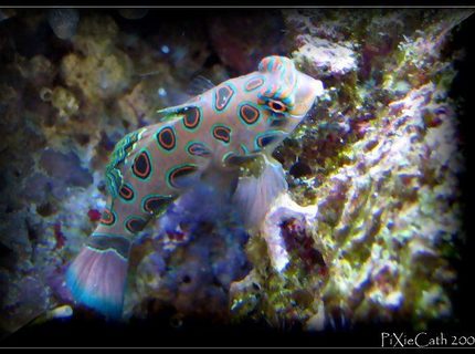 saltwater fish - synchiropus picturatus - spotted mandarin stocking in 125 gallons tank - target mandarin saltwater fish - synchiropus picturatus - spotted mandarin stocking in 125 gallons tank - target mandarin