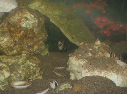 saltwater fish - dascyllus aruanus - three stripe damselfish stocking in 30 gallons tank - My Damsel hiding in the back of the fish tank saltwater fish - dascyllus aruanus - three stripe damselfish stocking in 30 gallons tank - My Damsel hiding in the back of the fish tank
