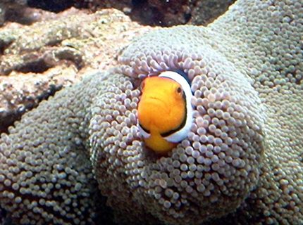 saltwater fish - amphiprion ocellaris - ocellaris clownfish stocking in 110 gallons tank - My clown saltwater fish - amphiprion ocellaris - ocellaris clownfish stocking in 110 gallons tank - My clown
