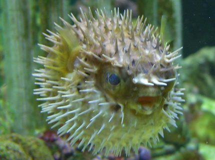 saltwater fish - diodon holocanthus - porcupine puffer stocking in 90 gallons tank - Porky saltwater fish - diodon holocanthus - porcupine puffer stocking in 90 gallons tank - Porky