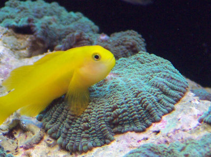saltwater fish - gobiodon okinawae - clown goby stocking in 120 gallons tank - Krustee the clown gobee on a metllic green mushroom saltwater fish - gobiodon okinawae - clown goby stocking in 120 gallons tank - Krustee the clown gobee on a metllic green mushroom