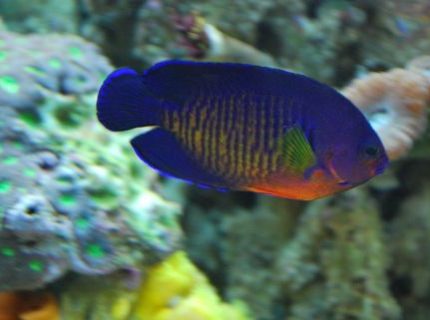 saltwater fish - centropyge bispinosa - coral beauty angelfish stocking in 60 gallons tank - Coral Beauty saltwater fish - centropyge bispinosa - coral beauty angelfish stocking in 60 gallons tank - Coral Beauty
