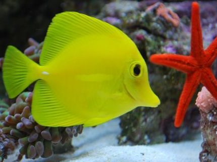 saltwater fish - zebrasoma flavescens - yellow tang - hawaii stocking in 60 gallons tank - Yellow tang saltwater fish - zebrasoma flavescens - yellow tang - hawaii stocking in 60 gallons tank - Yellow tang