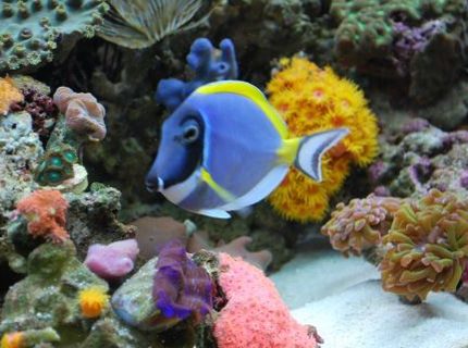 saltwater fish - acanthurus leucosternon - powder blue tang stocking in 60 gallons tank - Powder Blue Tang (We call Carmen) saltwater fish - acanthurus leucosternon - powder blue tang stocking in 60 gallons tank - Powder Blue Tang (We call Carmen)