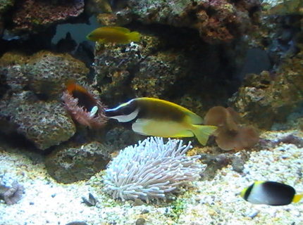 saltwater fish - siganus vulpinus - foxface lo stocking in 95 gallons tank - Foxface Lo, Clownfish, Dusky Dottyback & Angle Fish saltwater fish - siganus vulpinus - foxface lo stocking in 95 gallons tank - Foxface Lo, Clownfish, Dusky Dottyback & Angle Fish