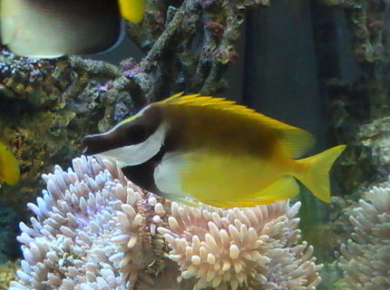 saltwater fish - siganus vulpinus - foxface lo stocking in 95 gallons tank - Foxface Lo saltwater fish - siganus vulpinus - foxface lo stocking in 95 gallons tank - Foxface Lo