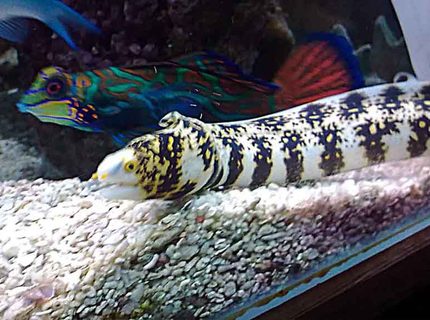 saltwater fish - echidna nebulosa - snowflake eel stocking in 185 gallons tank - My new addition saltwater fish - echidna nebulosa - snowflake eel stocking in 185 gallons tank - My new addition