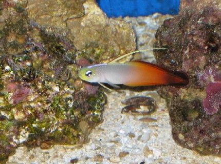 saltwater fish - nemateleotris magnifica - firefish stocking in 55 gallons tank - Fire Fish saltwater fish - nemateleotris magnifica - firefish stocking in 55 gallons tank - Fire Fish