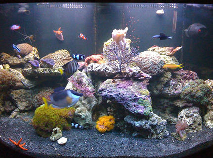 saltwater fish - siganus magnifica - magnificent foxface stocking in 144 gallons tank - My tank with the new black substrate saltwater fish - siganus magnifica - magnificent foxface stocking in 144 gallons tank - My tank with the new black substrate