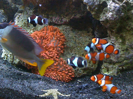 saltwater fish - siganus magnifica - magnificent foxface stocking in 144 gallons tank - Clowns, Anemone and Foxface saltwater fish - siganus magnifica - magnificent foxface stocking in 144 gallons tank - Clowns, Anemone and Foxface