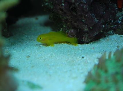 saltwater fish - gobiodon okinawae - clown goby, yellow stocking in 60 gallons tank - Gumdrop goby saltwater fish - gobiodon okinawae - clown goby, yellow stocking in 60 gallons tank - Gumdrop goby