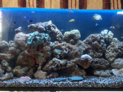 saltwater fish - chrysiptera parasema - yellowtail damselfish stocking in 60 gallons tank - 70 gal 1 month old set-up saltwater fish - chrysiptera parasema - yellowtail damselfish stocking in 60 gallons tank - 70 gal 1 month old set-up