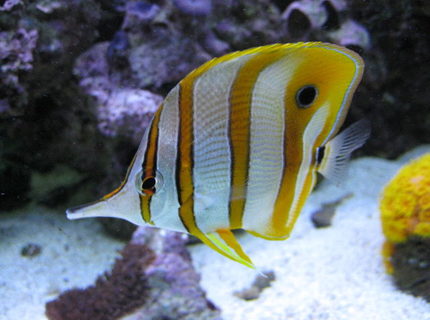 saltwater fish - chelmon rostratus - copperband butterflyfish stocking in 125 gallons tank - Copperbanded Butterflyfish saltwater fish - chelmon rostratus - copperband butterflyfish stocking in 125 gallons tank - Copperbanded Butterflyfish
