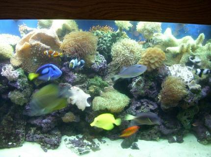 saltwater fish - paracanthurus hepatus - blue tang stocking in 150 gallons tank - middle of reef tank saltwater fish - paracanthurus hepatus - blue tang stocking in 150 gallons tank - middle of reef tank
