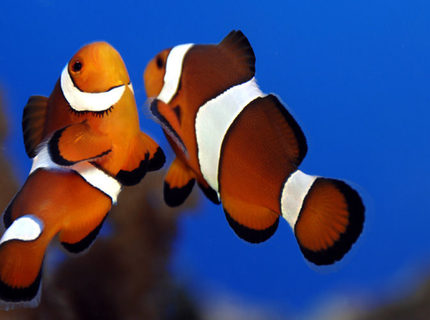 saltwater fish - amphiprion ocellaris - ocellaris clownfish stocking in 75 gallons tank - dancing clowns saltwater fish - amphiprion ocellaris - ocellaris clownfish stocking in 75 gallons tank - dancing clowns