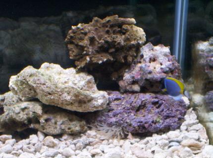 saltwater fish - acanthurus leucosternon - powder blue tang stocking in 75 gallons tank - Only 6 weeks old saltwater fish - acanthurus leucosternon - powder blue tang stocking in 75 gallons tank - Only 6 weeks old